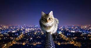 Gambar Wallpaper Kucing Keren Wallpaper Kucing Kartun Lucu Semoga Hari Ini Baik Dapat Ketemu Lagi Bersama Ka Cats Cool And Funny Wallpapers Animal Wallpaper