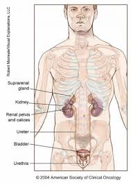 The rib cage is the arrangement of ribs attached to the vertebral column and sternum in the thorax of most vertebrates, that encloses and protects the vital organs such as the heart, lungs and great vessels. Urostomy Cancer Net