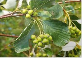 20 herbstbäume mit intensiver laubfärbung. Rote Beeren Am Strauch Poster Pixers We Live To Change