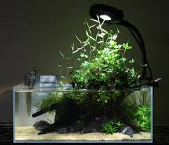 Image result for Marsilea subterranea