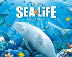 Head Of Operations Aquarium Sea Life Huge Shark