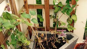 Certain clematis varieties seem to be more prone to wilt than others. Controlling Clematis Wilt Laidback Gardener