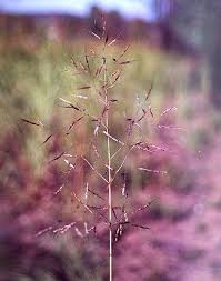 Image result for Capillipedium