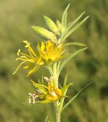 Image result for Vahliaceae