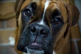Boxer Dogs Face Appearance And Health Boxer Dog Info And Health Tips