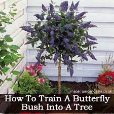 How To Train A Butterfly Bush Tree Plants Patio Trees Hummingbird Garden