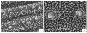 Image result for Zygophyllum leucocladum