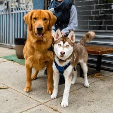 Schau dir angebote von ‪goldenretriever‬ auf ebay an. The Dogist On Twitter Obi Wan Nimeria Golden Retriever Siberian Husky 1 Y O 5 M O Lorimer Ainslie St Brooklyn Ny He Likes To Eat Everything Especially My Shoes