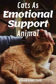 Pin On Best Cat Tips