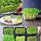 Microgreens with kits from Therapy Gardens