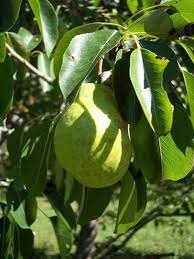 (the actual amount of new growth will vary due to differences in varietal vigor.) fruit trees making less than desirable growth may need. Fruit Trees That Grow Well In Iowa Ehow Com Fruit Trees Leyland Cypress Trees Leyland Cypress