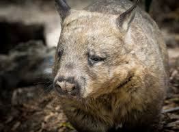 Image result for Southern hairy-nosed wombat