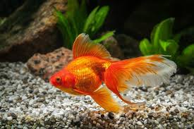 Maybe you would like to learn more about one of these? Ryukin Goldfish Care Guide Varieties Pictures More Pet Keen