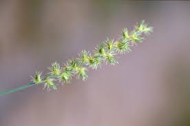 Image result for Cenchrus biflorus