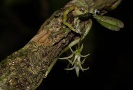 Image result for Mystacidium tanganyikense