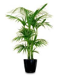 1) euphorbia mili l'euphorbia mili è una pianta grassa da appartamento che ha fusti carnosi, foglie grandi e i fiori detti ciazi. 12 Stupende Piante D Appartamento Di Grandi Dimensioni Guida Giardino