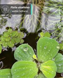 Image result for Centrostachys aquatica