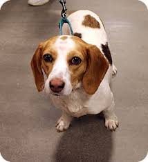 Meet backgammon, a domestic short hair mix cat for adoption, at richmond animal care and control in richmond, va on petfinder. Angel Adopted Dog Richmond Va Beagle Mix Dog Adoption Pet Adoption Beagle