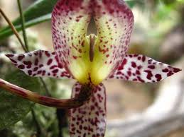 Image result for Bulbostylis macra