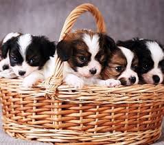 Browse the cute and cheap puppies near you ✅. Animal Kingdom Puppies For Sale Phoenix Tucson Tempe Glendale Az