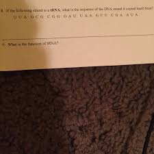 By themselves, ribosomes cannot form a protein when the mrna makes contact. What Is The Function Of Trna Brainly Com