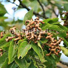 Naturalised distribution (global) locations within which hovenia dulcis is naturalised include south american rainforests, usa, australia, new zealand and central africa. Hovenia Dulcis Japanese Raisin Tree Buy Seeds At Rarepalmseeds Com