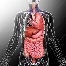 Image result for internal organs
