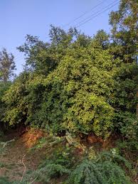 Image result for Cordia afra