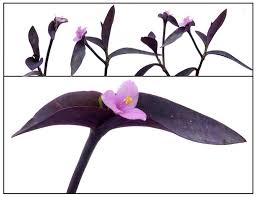 Image result for Tradescantia pallida