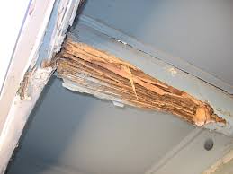 Treatment for this species of termite will likely require tenting the structure. 2021 Termite Control Service Cost Termite Treatment Cost