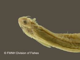 Image result for Vandellia