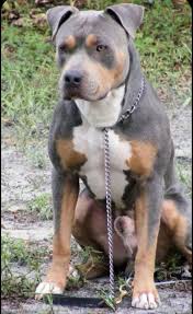 Cernunnos In 2020 Pitbull Terrier Pitbulls American Pitbull Terrier