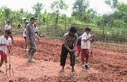 Anda bisa menanam jahe di lahan terbuka ataupun dalam pot dan polybag. 5 Cara Menanam Jahe Merah Di Tanah Paling Mudah Plus Menguntungkan Ilmubudidaya Com