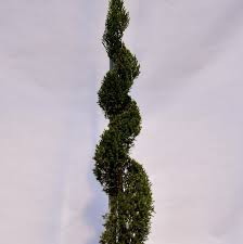 Image result for spiral cut juniper trees
