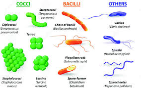 Daca ai streptococul de grupa b in sarcina curenta, iti va fi recomandata o nastere in spital, pentru a fi posibila o eventuala administrare de antibiotice. Important Definitions And Concepts Springerlink