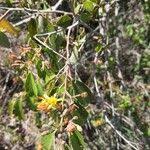 Image result for Grewia trichocarpa