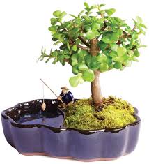 Where you live, what kind of space you have and how much time you plan to spend will determine which are. Brussels Bonsai Live Dwarf Jade Indoor Bonsai Tree In Zen Reflections Pot 3 Years Old 8 To 10 Tall Walmart Com Walmart Com