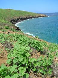 Image result for Malva parviflora