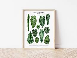 Anthurium Family Plant Varieties Poster Set Tropical Plant Etsy Anthurium Plant Lover Gift Anthurium Plant