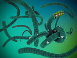 Find the perfect ebola virus stock photos and editorial news pictures from getty images. Ebola Virus Vlp The Native Antigen Company