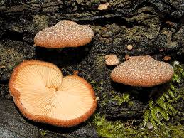 Image result for Crepidorhopalon schweinfurthii