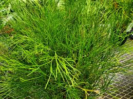 Image result for Psilotum nudum