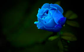 Find your perfect hd wallpaper for your phone, desktop, website or more! Roses Desktop Wallpapers 54 Best Roses Desktop Wallpapers And Images On Wallpaperchat