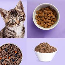 You love your cat like it's one of your own children. The 12 Best Cat Food Subscriptions For Fresh Dry Food Delivery Msa