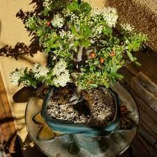 For further information, please email us at parkviewnursery.chryston@gmail.com. Parkview Nursery Canyon Crest 67 Photos 38 Reviews Nurseries Gardening 4377 Chicago Ave Riverside Ca Phone Number Yelp