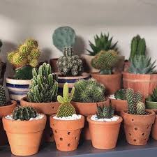 Cacti and succulents are now a very common houseplant and caring for your cacti and succulents is important. Amo Los Cactus Le Dan Un Toque Increible A Cualquier Espacio Foto Via Organizesemfrescuras Ordenyment Cactus House Plants Cactus Plants Cactus Flower