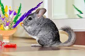 Maybe you would like to learn more about one of these? Does Petsmart Sell Chinchillas Yes Some Drawbacks