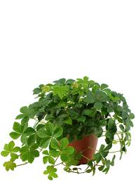 Image result for Cissus