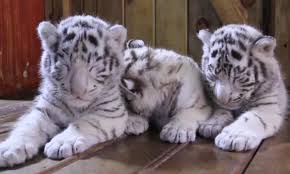 Newborn White Tiger Triplets Struggle To Stay Awake As They Make Public Debut At Zoo In China Daily Mail Online