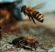 Bionik bei Bienen & Co: Natur lehrt Technik | Blühendes ...